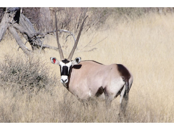 ~/upload/Lots/140255/AdditionalPhotos/6xsyejp4flkvy/45 duim Gemsbok bul front view- Omega Bloodline_t600x450.jpg